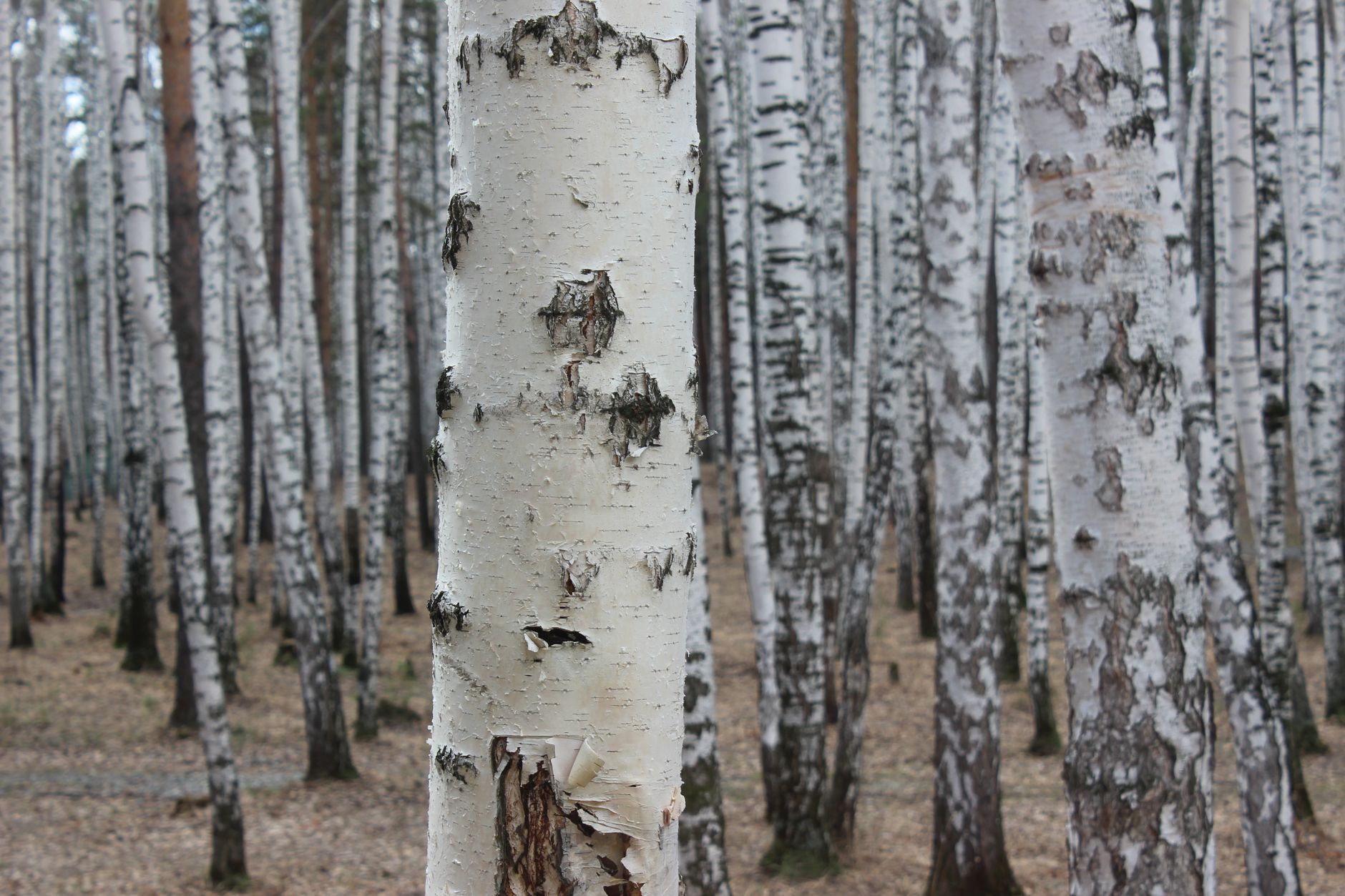 Photo by ANDREI ANDREI on Pexels
