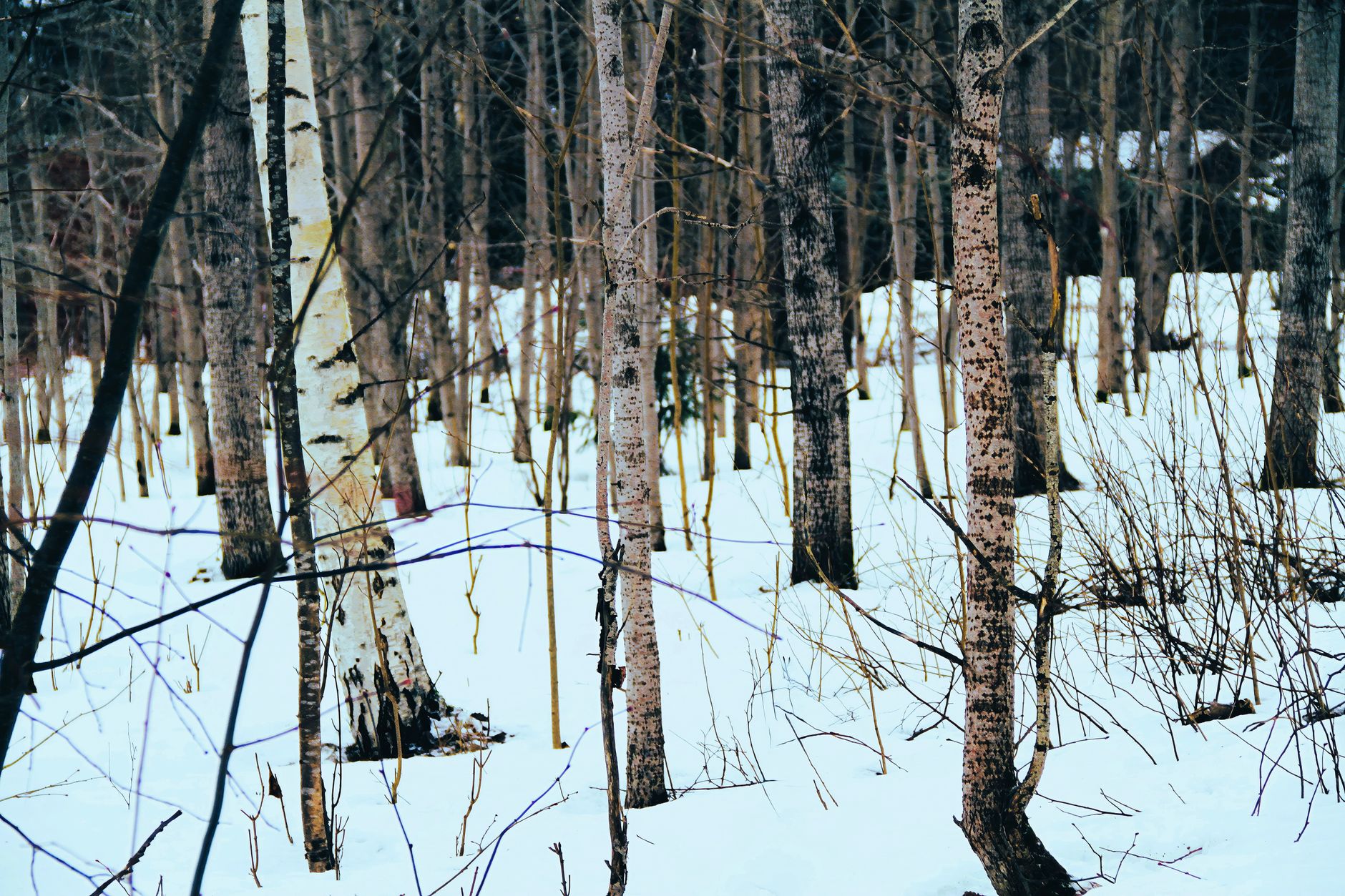Photo by Matti McCambridge on Pexels